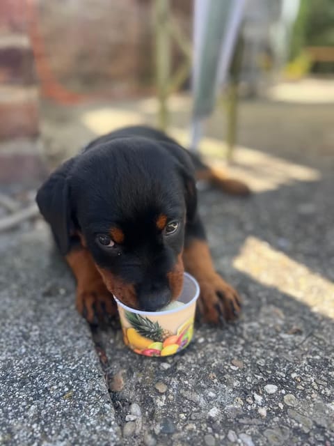 Hund genießt Eis bei Kalte Auszeit